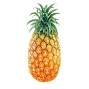 Pineapple 1 PC